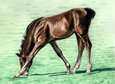 Standardbred, Equine Art - My Neck's Too Short